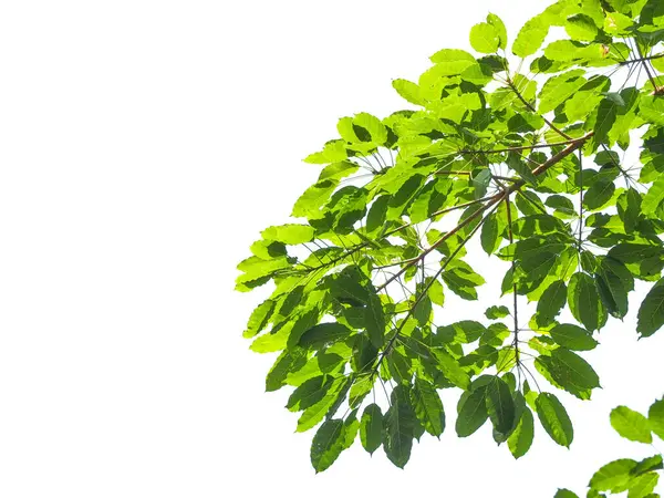 Dal üzerinde canlı yeşil yaprakların yakın plan beyaz arka plana karşı seti, doğanın güzelliğini vurguluyor..