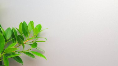 Minimalist ve doğa temalı tasarımlar için mükemmel, temiz beyaz bir arkaplan üzerine kurulmuş canlı yeşil bitki yaprakları..