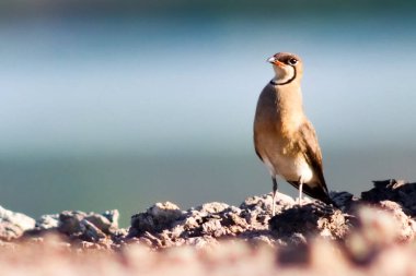 Kayalık araziye tünemiş, tüylerini ve doğal yaşam alanını gözler önüne seren büyüleyici bir kuş..
