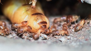 Yuvalarındaki termit ve larvaların detaylı makro görüntüleri doğal ortamdaki bir termit kolonisinin karmaşık detaylarını gözler önüne seriyor..