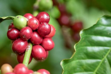 Dalda yemyeşil yapraklarla çevrili canlı kırmızı kahve kirazlarının detaylı makro çekimi..