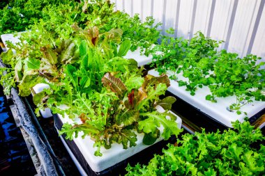 Kapalı alan ortamında yetişen çeşitli hidrofonik sebzelerin yakın çekimlerinde sürdürülebilir tarım uygulamaları sergilenmektedir..