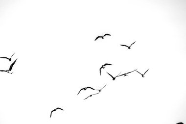 Minimalist beyaz gökyüzüne doğru zarif bir şekilde uçan bir kuş sürüsünü yakalayan çarpıcı siyah beyaz bir fotoğraf..