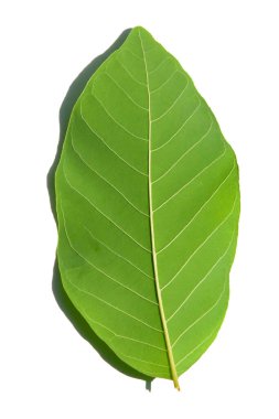 Yüksek çözünürlüklü tek bir yeşil yaprağın görüntüsü beyaz arka planda izole, doğa, botanik ve organik temalar için mükemmel..
