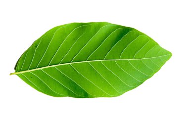 Beyaz zemin üzerinde izole edilmiş yüksek kaliteli yeşil yaprak görüntüsü botanik, doğa ve bitki temalı tasarımlar için mükemmel..