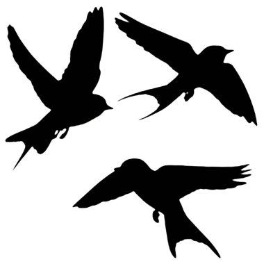 Uçan üç kuşun yüksek kontrastlı siluetleri, doğa, vahşi yaşam ve sanatsal projeler için ideal..