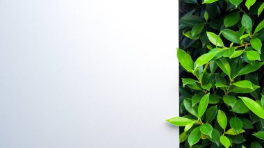 Canlı yeşil yapraklarla yan yana dizilmiş beyaz bir yüzeye sahip minimalist bir kompozisyon modern ve doğal bir arkaplan oluşturur..