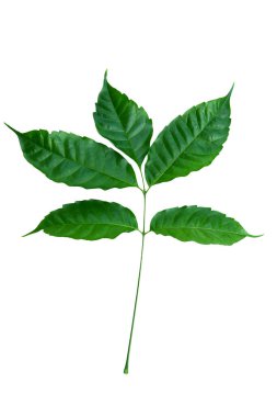 Beyaz zemin üzerinde izole edilmiş, ayrıntılı damarlar ve doku gösteren yeşil bir yaprağın yüksek çözünürlüklü görüntüsü.