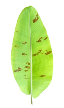 Kahverengi benekli yeşil muz yaprağının yüksek çözünürlüklü görüntüsü, beyaz arka planda izole edilmiş, botanik ve doğa temalı projeler için mükemmel..