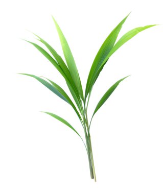 Canlı yeşil palmiye yaprakları yakın plan beyaz zemin üzerinde izole, doğa, botanik ve tropikal temalı tasarımlar için mükemmel.