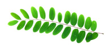 Beyaz zemin üzerinde canlı yeşil bir yaprak, doğa, botanik ve çevresel temalar için idealdir..