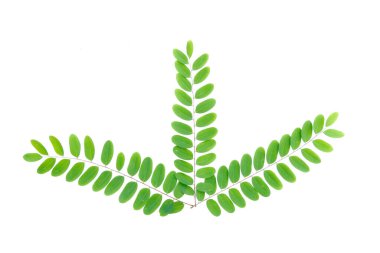 Temiz beyaz arka planda canlı yeşil yaprakların simetrik düzenlenmesi, doğa, botanik ve çevre dostu temalar için mükemmel.