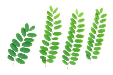 Beyaz arka planda izole edilmiş taze yeşil yaprakların yüksek çözünürlüklü görüntüsü, botanik ve doğa temalı projeler için ideal.