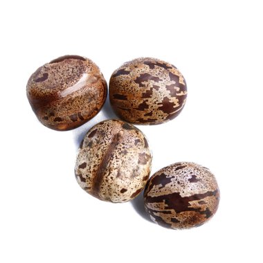 Dört kahverengi benekli tohumun yüksek çözünürlüklü görüntüsü botanik, tarım veya doğal temalı projeler için mükemmeldir..