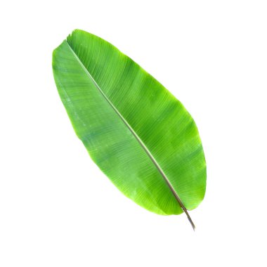 Canlı yeşil muz yaprağı beyaz zemin üzerinde izole, doğa, botanik ve tropikal temalı tasarımlar için ideal.