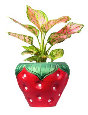 Çilek biçimli bir saksıda, kusursuz düzenleme ve tasarım için kırpma yolu olan canlı bir saksı bitkisinin yüksek kaliteli görüntüsü.
