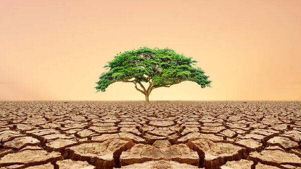 A solitary green tree stands resilient in the center of a vast, cracked, dry desert landscape with an orange sky in the background.