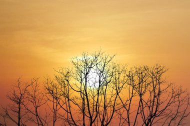 Siluetli çıplak ağaçlar canlı bir günbatımı gökyüzüne karşı duruyor, altın ve turuncu renkler sergiliyor, sakin ve resimsel bir sahne yaratıyor..