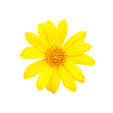 Beyaz arka planda izole edilmiş canlı sarı bir çiçeğin yüksek kaliteli görüntüsü tasarım ve dekorasyon projeleri için mükemmel..