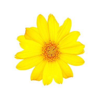 Beyaz zemin üzerinde izole edilmiş, çeşitli tasarım projelerine kusursuz entegrasyon için kırpma yolu olan canlı sarı bir çiçeğin yüksek çözünürlüklü görüntüsü.