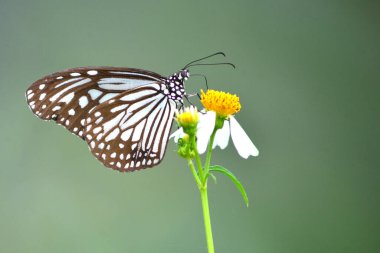 Sarı ve beyaz çiçeklerin üzerine tünemiş siyah ve beyaz bir kelebeğin yakın plan görüntüsü yumuşak yeşil arka plan.