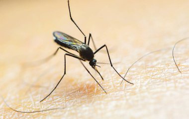 İnsan derisindeki sivrisineğin yüksek çözünürlüklü makro görüntüsü böceğin vücut ve bacaklarının karmaşık detaylarını gözler önüne seriyor..