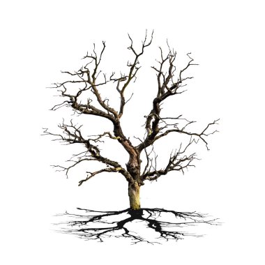 Açıkta kökleri olan yapraksız bir ağacın çarpıcı bir görüntüsü, beyaz bir arka plan üzerine kurulmuş, doğayı, doğayı ve mevsimsel değişimi sembolize ediyor..