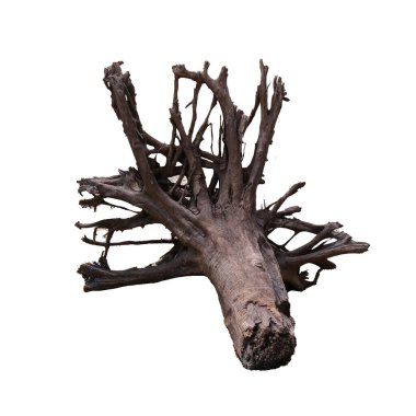 Yüksek çözünürlüklü büyük bir ağaç gövdesinin beyaz arka planda izole edilmiş kökleri doğa ve çevre temaları için mükemmel..