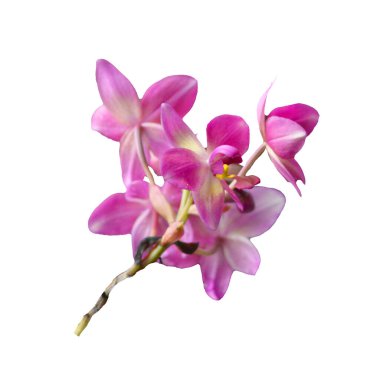 Canlı pembe orkidelerin, beyaz bir arka planda izole edilmiş, doğal güzelliklerini vurgulayan, ince yapraklı detaylı bir yakın çekimi..