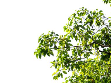 Parlak yeşil ağaç dalları güneş ışığıyla aydınlatılır, berrak beyaz bir gökyüzüne karşı kurulur, minimalist ve sakin bir doğa sahnesi yaratır..