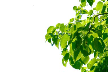 Güneş ışığıyla aydınlatılan canlı yeşil yaprakların yakın çekimi, açık mavi gökyüzüne karşı kurulmuş, doğanın güzelliğini gözler önüne seriyor..