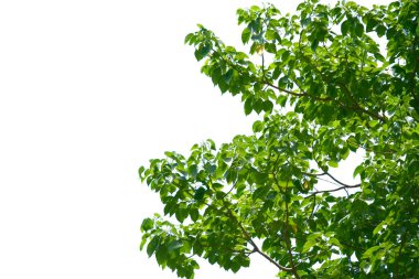 Ağaç dalları üzerinde canlı yeşil yapraklar berrak beyaz bir gökyüzü arkaplanı ile yaz doğasının özünü yakalıyor..