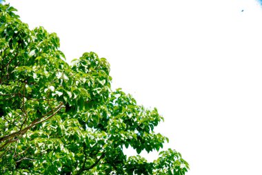 Bir ağacın parlak yeşil yaprakları, açık mavi gökyüzü arkaplanı, doğanın özünü ve sükunetini yakalıyor..