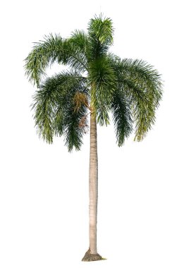 Yüksek çözünürlüklü beyaz arka planda izole edilmiş uzun bir palmiye ağacı resmi, tropik doğa ve botanik projeleri için ideal.