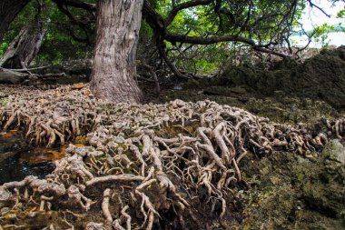 Close-up of intricate mangrove roots and trees in a coastal wetland, showcasing the unique and vital ecosystem. clipart