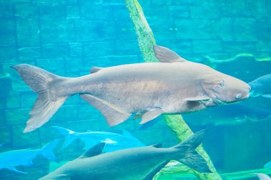 Akvaryumda yüzen büyük bir balığın doğal yaşam alanını mavi su ve su bitkileriyle gösteren yakın çekimi..