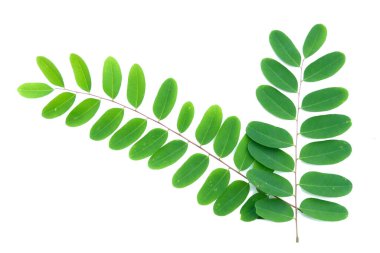 Beyaz arka planda izole edilmiş taze yeşil yaprakların yüksek çözünürlüklü görüntüsü, doğa, botanik ve bitki yaşam temaları için mükemmel.