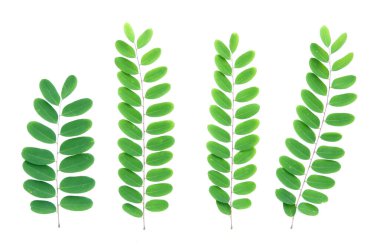 Beyaz arkaplanda simetrik olarak sıralanmış dört yeşil yaprak dalı. Botanik, doğa ve minimalist tasarım temaları için mükemmel..