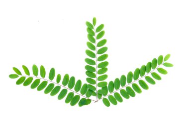 Beyaz arka planda yeşil yaprakların minimalist bir düzeni, doğal güzellik ve basitlik sergiliyor..