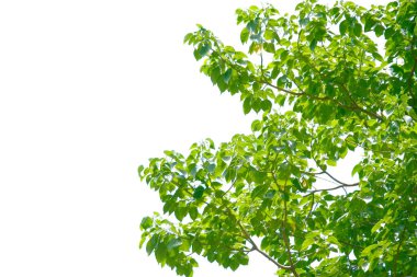 Taze yapraklarla dolu canlı yeşil ağaç dalları, temiz beyaz gökyüzüne karşı kurulmuş, doğanın ve sükunetin özünü yakalıyor..