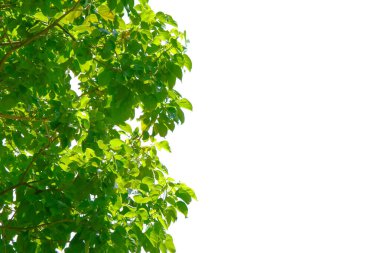 Açık beyaz gökyüzü ile ağaç dalları üzerinde canlı yeşil yapraklar, güneşli bir günde doğanın özünü ve huzuru yakalıyor..