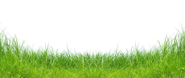 Fresh green grass border isolated on a white background, ideal for nature, spring, and outdoor-themed designs.