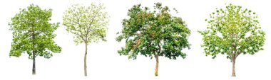 Beyaz zemin üzerinde izole edilmiş dört farklı ağacın yüksek kaliteli görüntüsü, çeşitli yeşil yapraklar ve eşsiz ağaç şekilleri sergiliyor..