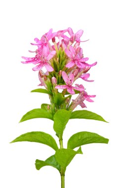 Beyaz arka planda yeşil yapraklı pembe çiçeğin yüksek çözünürlüklü görüntüsü botanik ve doğa temalı projeler için mükemmel..