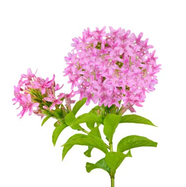 Yüksek çözünürlüklü yeşil yapraklı pembe bir çiçek kümesinin beyaz arka planda izole edilmiş görüntüsü. Botanik ve çiçek temalı projeler için mükemmel..