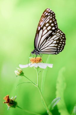 Beyaz bir çiçeğin üzerine tünemiş siyah ve beyaz bir kelebeğin canlı yeşil bir arka planda detaylı bir makro görüntüsü..