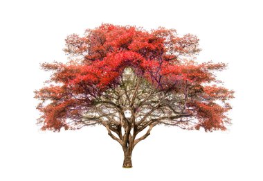 Beyaz zemin üzerinde izole edilmiş canlı kırmızı bir ağacın yüksek çözünürlüklü görüntüsü, doğa, tasarım ve botanik projeleri için mükemmel..