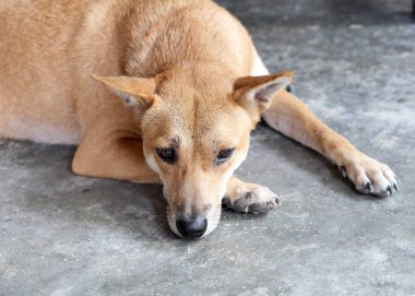 Beton zeminde uzanmış, rahat ve sakin görünen kahverengi bir köpek. Görüntü köpeğin sakin ifadesini doğal ışıkta yakalıyor..