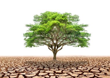 Issız yeşil bir ağaç, kıraç ve çatlamış bir çöl manzarasının ortasında canlı duruyor, dayanıklılığı ve umudu simgeliyor..