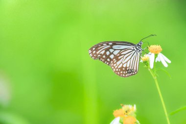 Yaban çiçeğinin üzerine tünemiş, yemyeşil bir arka planı olan bir kelebeğin yakın çekimi sükunetin ve doğanın özünü yakalıyor..